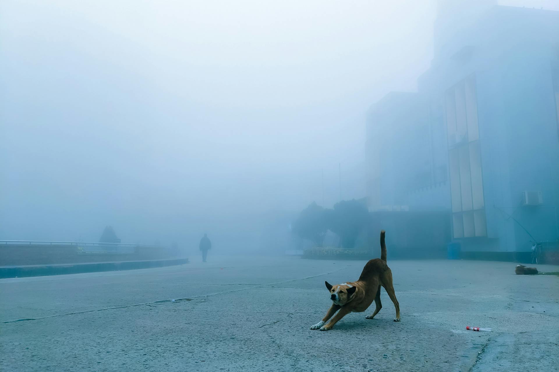 Dog Stretching Back on Street in Fog