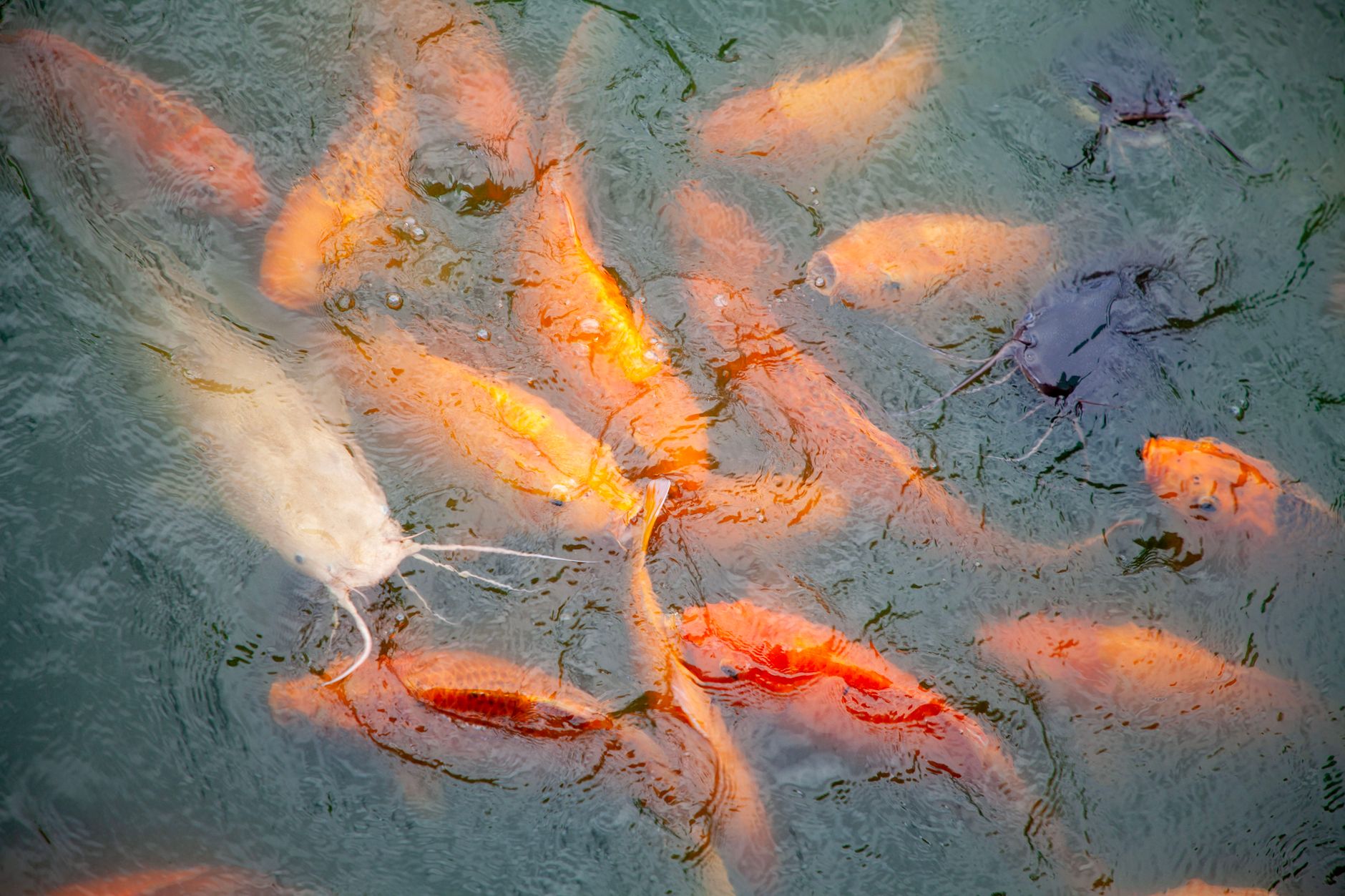 Bighead Carp - Bighead Carp Invasion