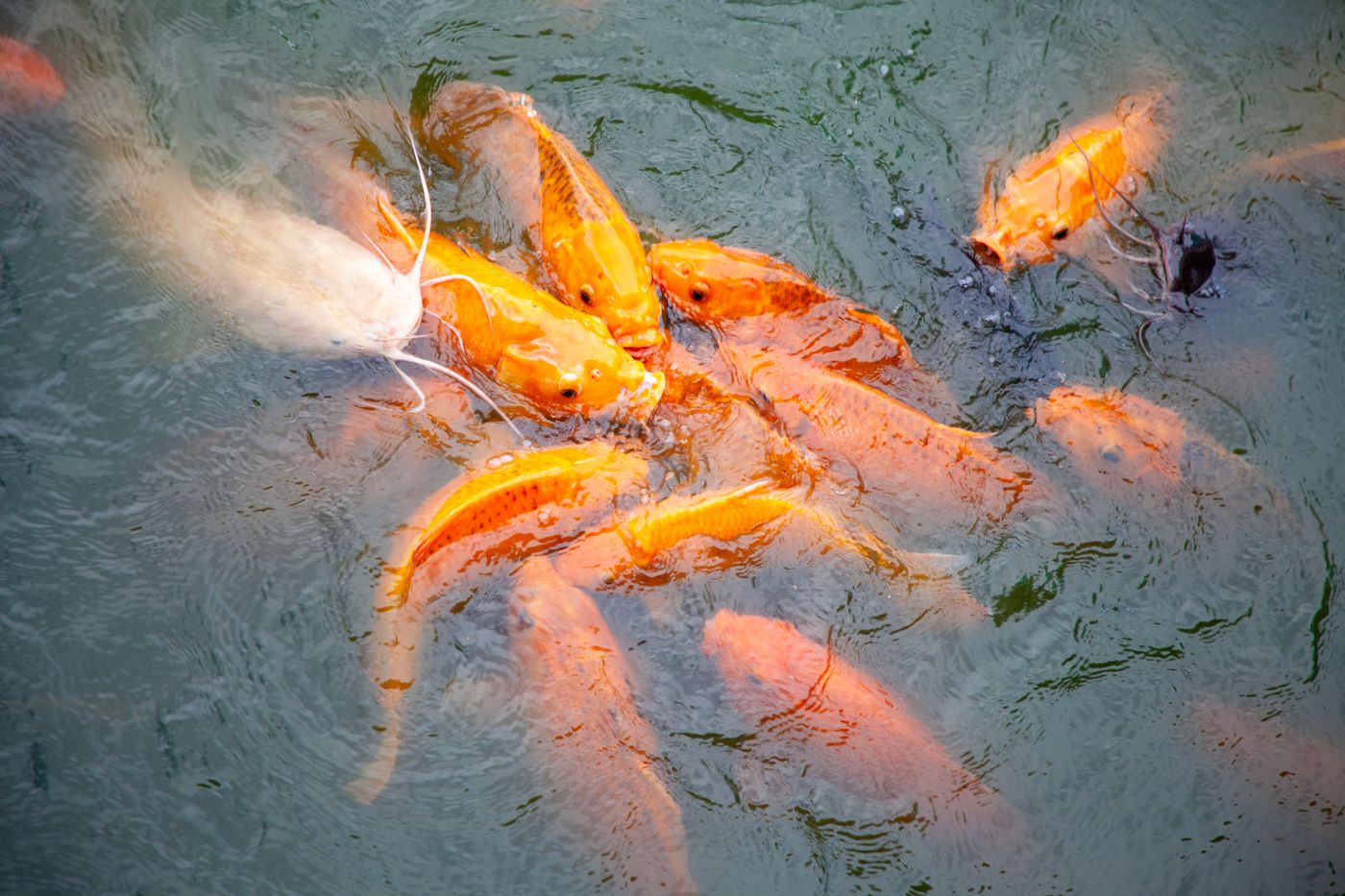 Koi gathering near the surface of a clear pond