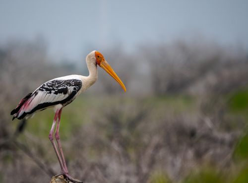 Free A painted stork elegantly perched amidst natural greenery, showcasing wildlife beauty. Stock Photo