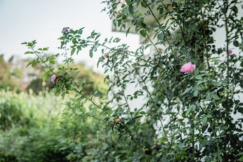 Free Vibrant pink roses blooming on a lush shrub in a serene summer garden. Stock Photo