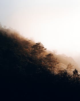 Sunrise over a misty forest hillside creating a peaceful, natural scene.