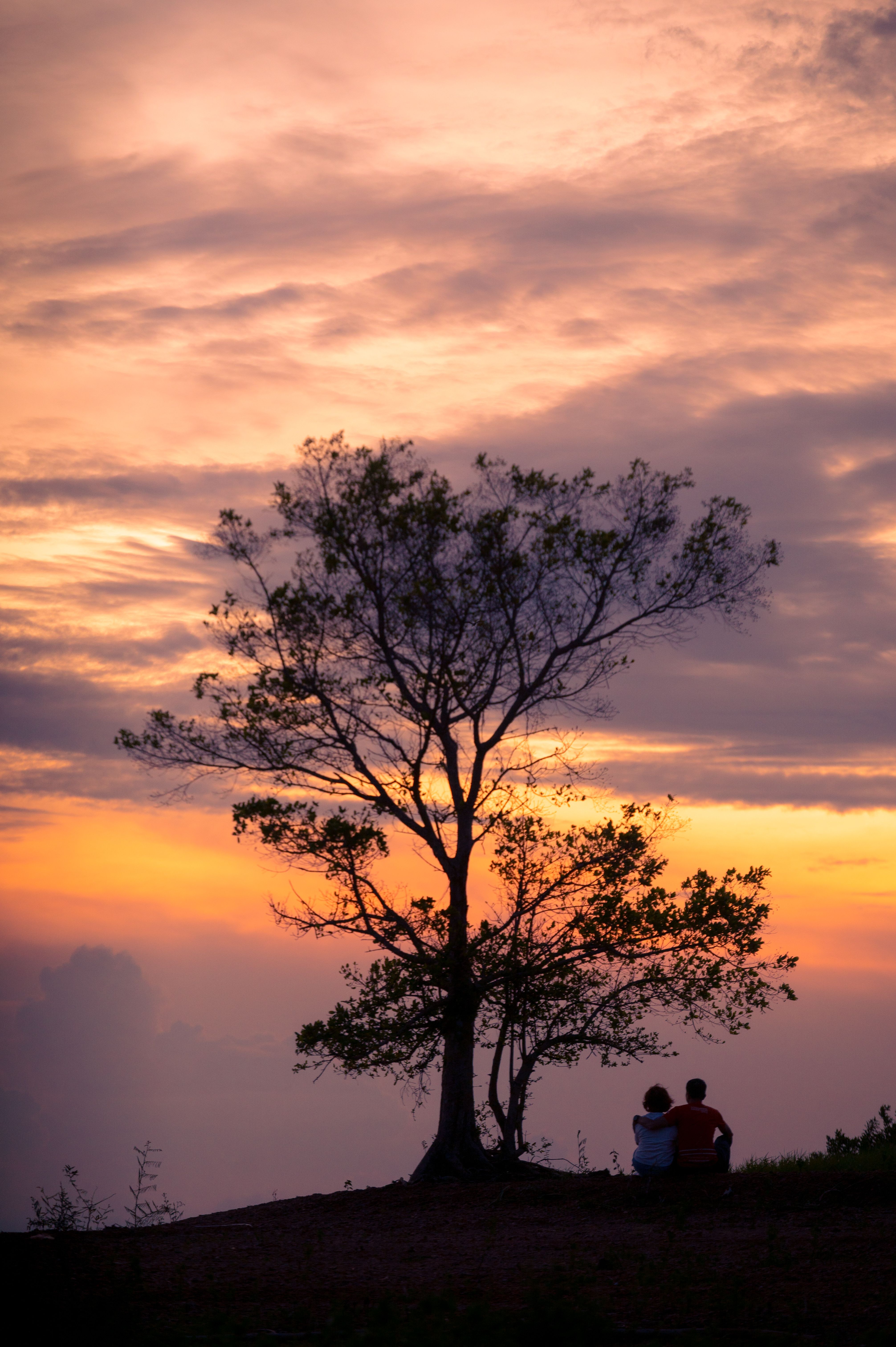 Silhouette of Tree on Meadow During Sunset · Free Stock Photo