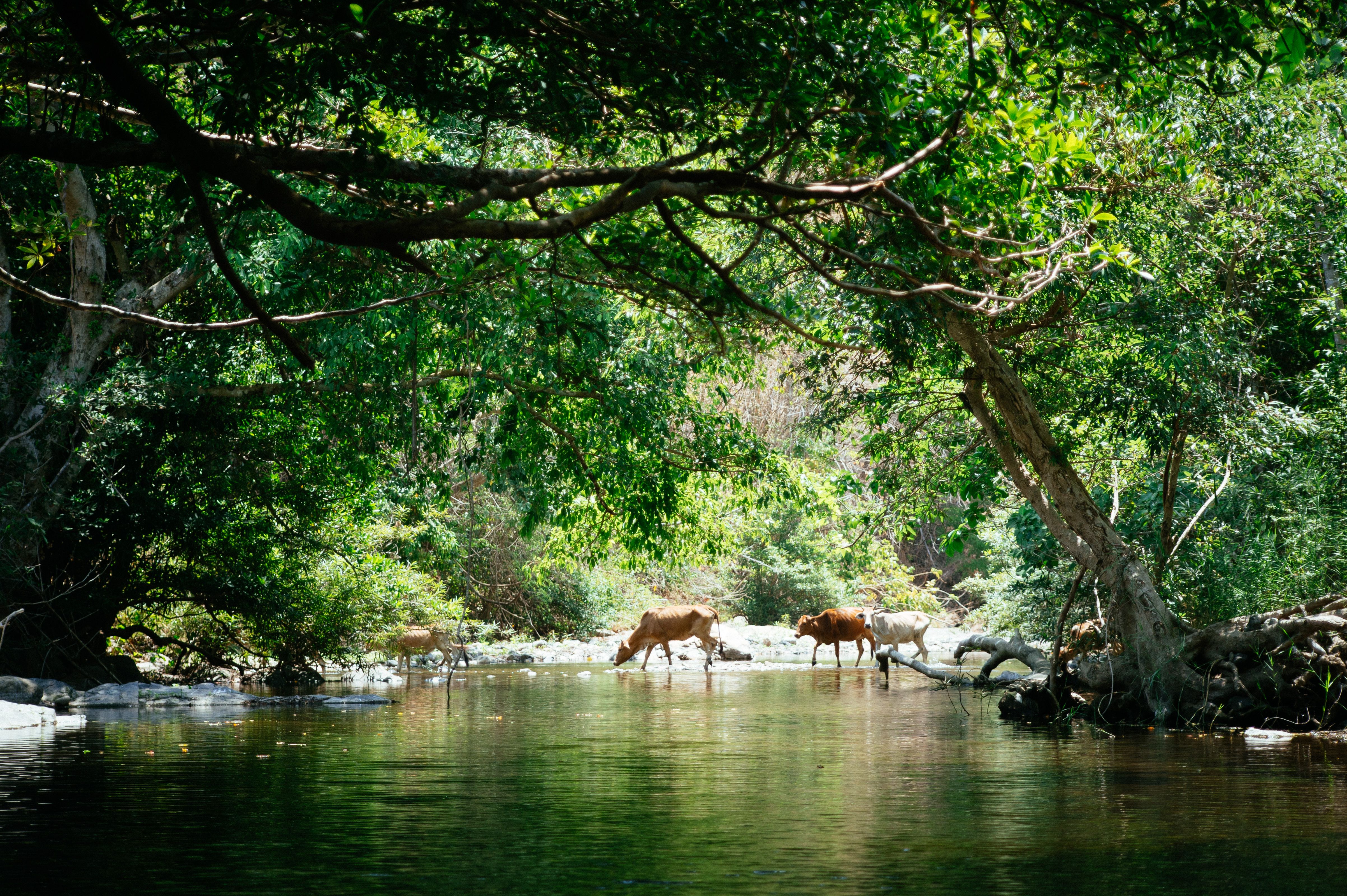 Foto profissional gratuita de água, ambiente natural, animais selvagens ...