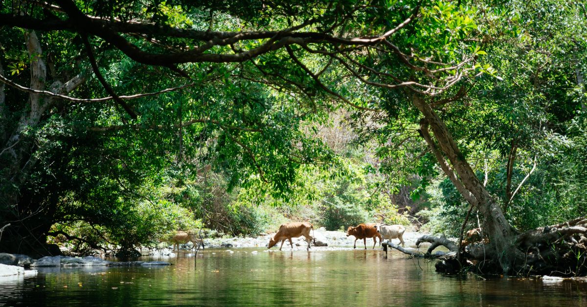 Foto profissional gratuita de água, ambiente natural, animais selvagens ...