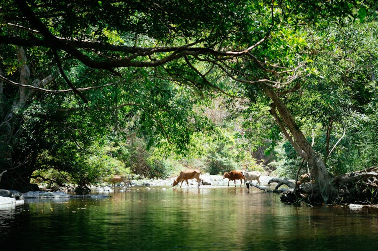 Bisons By The Stream In Jungle 