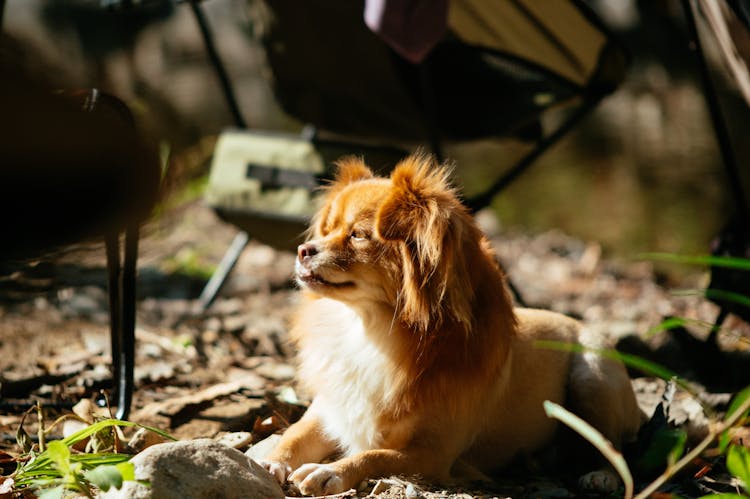 Brown Dog In Sunlight 