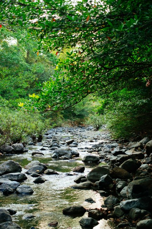 Rocks by River in Jungle · Free Stock Photo