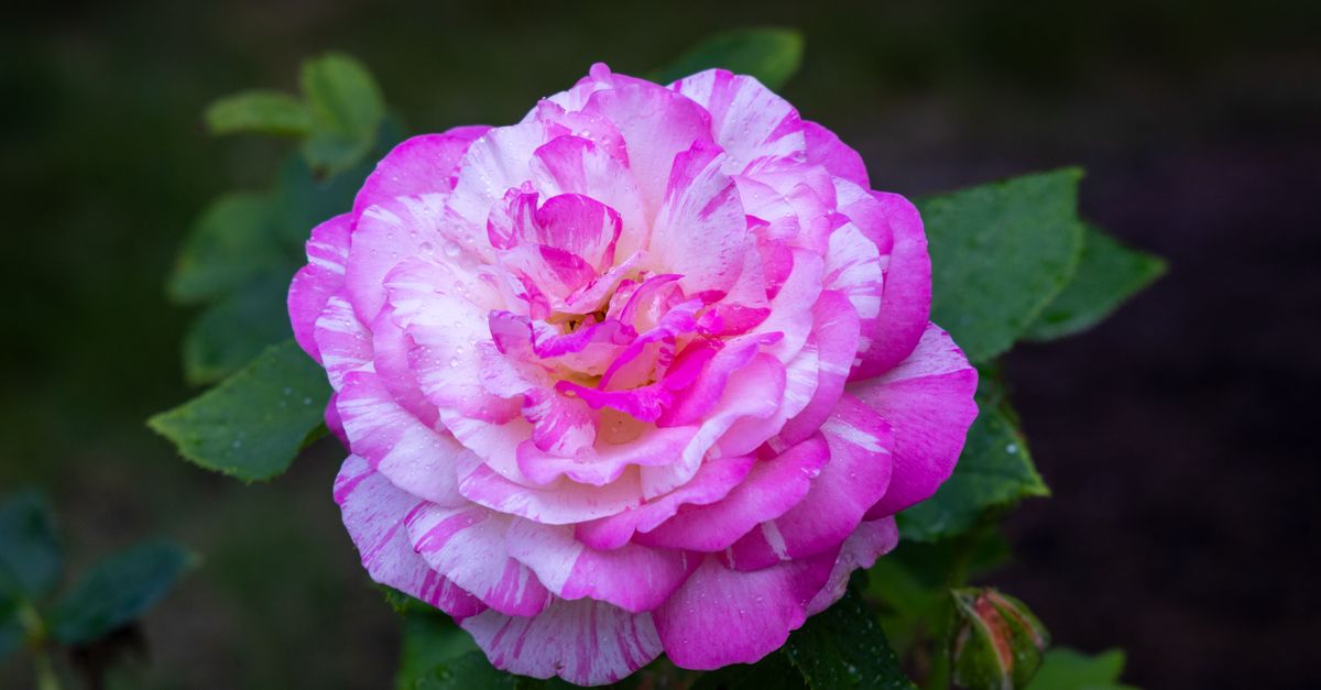 Pink Angle Roses High Angle Close-up of a Pink Rose · Free Stock Photo