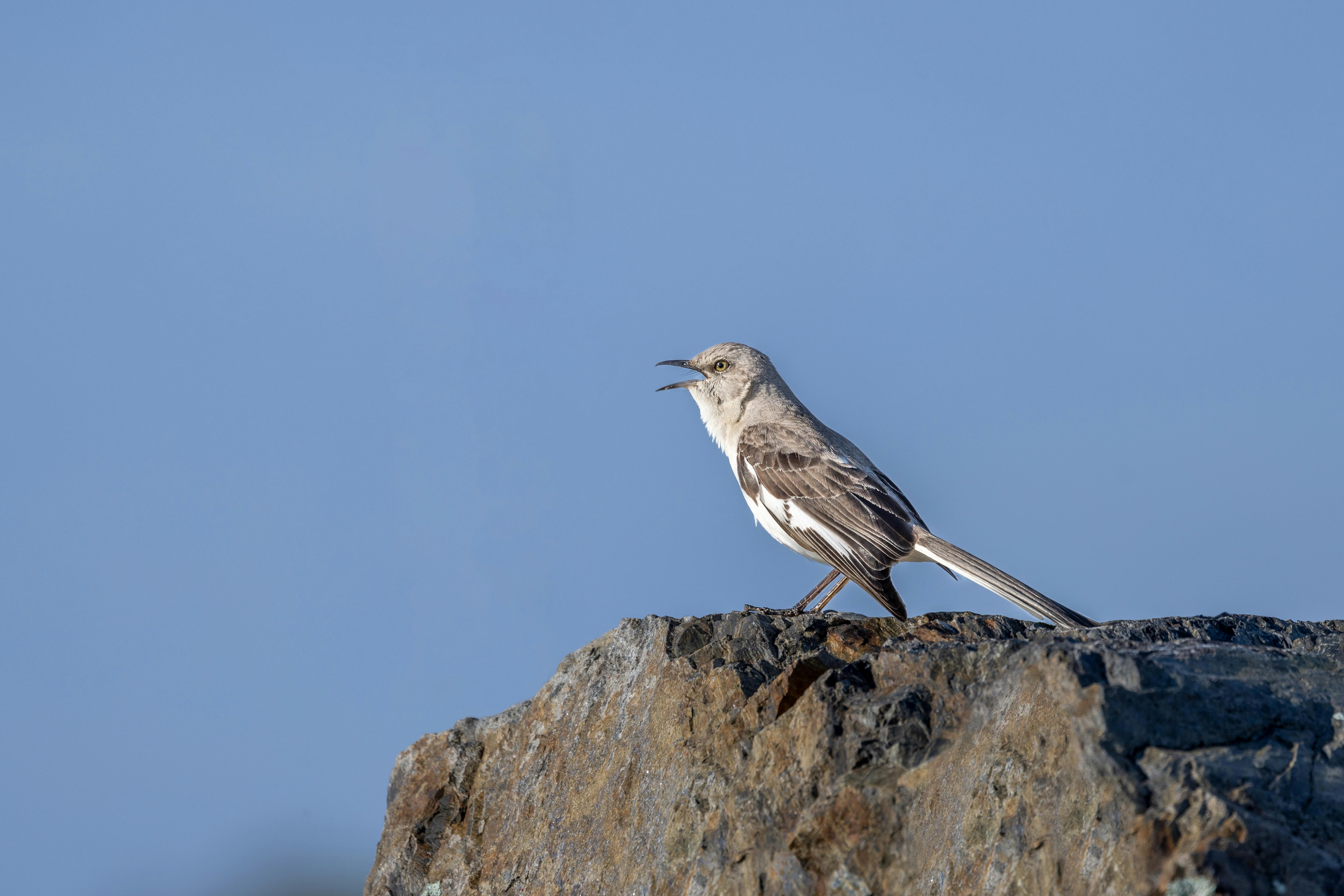 A northern mockingbird perches on a rock against a clear blue sky in Kittery, ME.