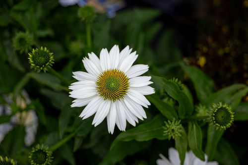 Free Detailed view of a white coneflower in full bloom, highlighting its vibrant petals and lush foliage. Stock Photo