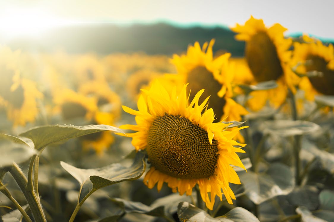 Free Yellow Sunflower Field Stock Photo