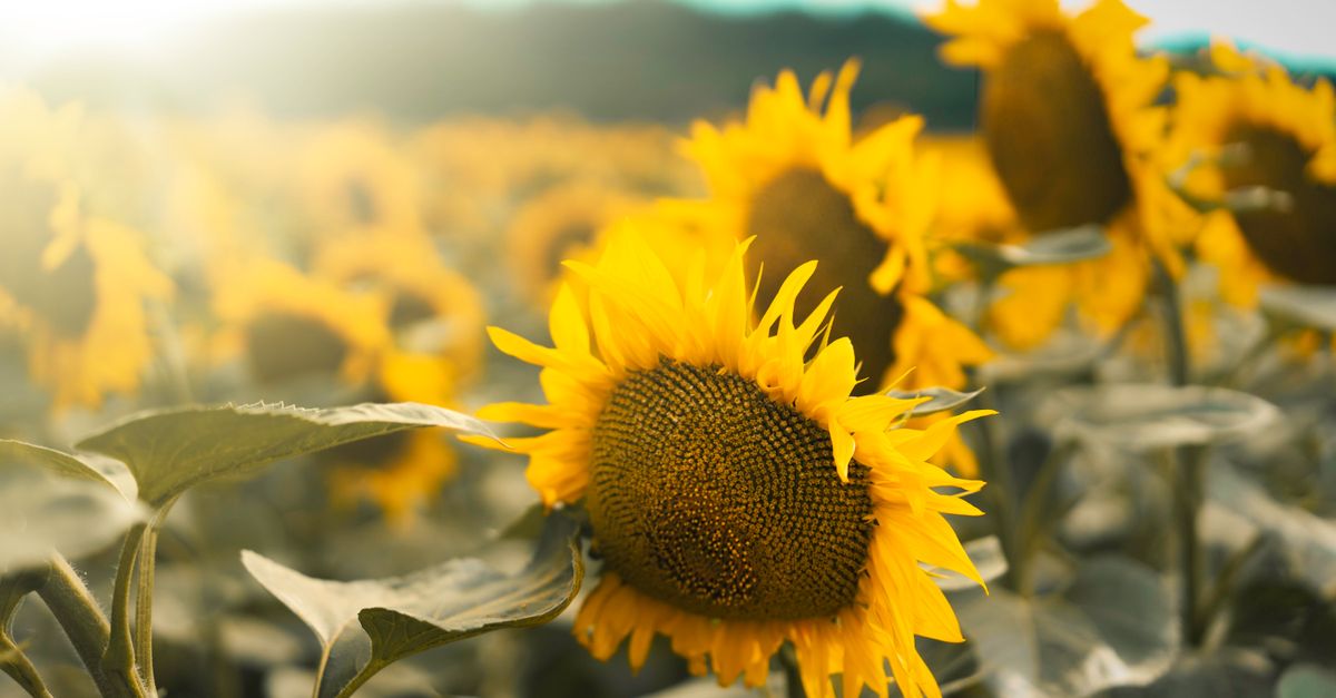 Vibrant sunflower field under sunlight, showcasing blooming sunflowers with blurred background. Summer in nature's beauty. - Evidence evidence guide for sunflower lecithin cognition randomized trial