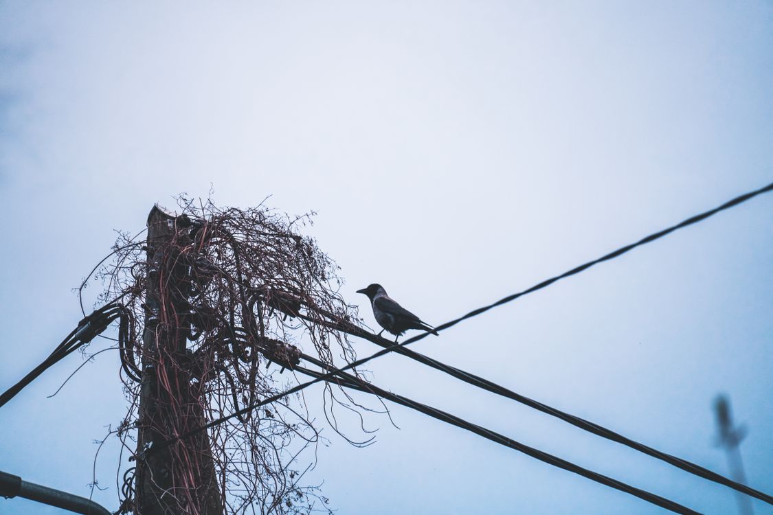 House Crow On The Power Line Free Stock Photo house-crow-on-the-power-line-free-stock-photo