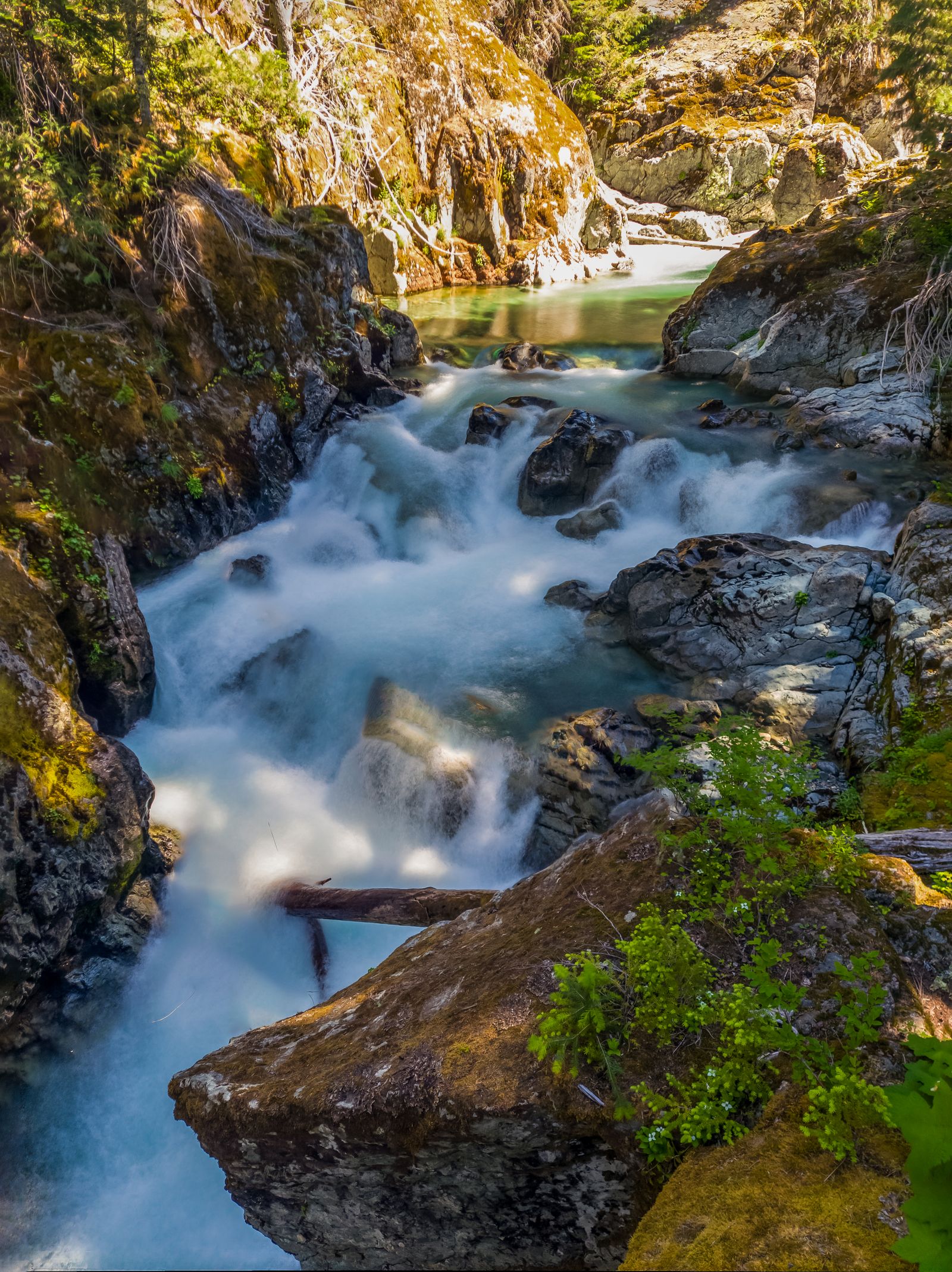 River Stream Inbetween Green Trees · Free Stock Photo
