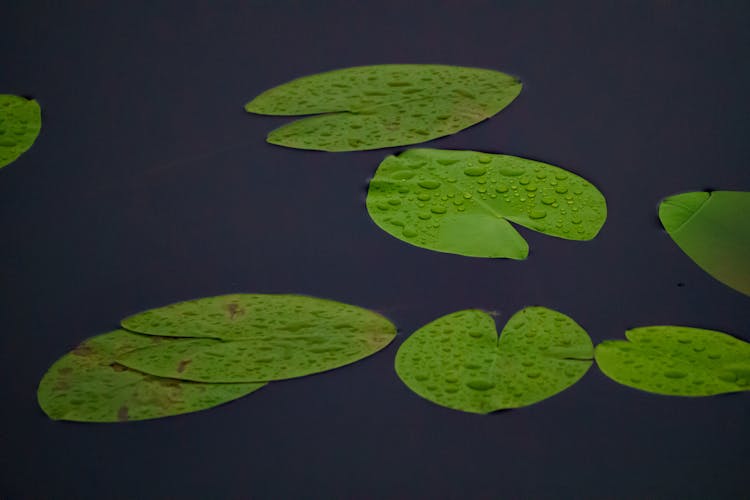 Leaves In A Stream