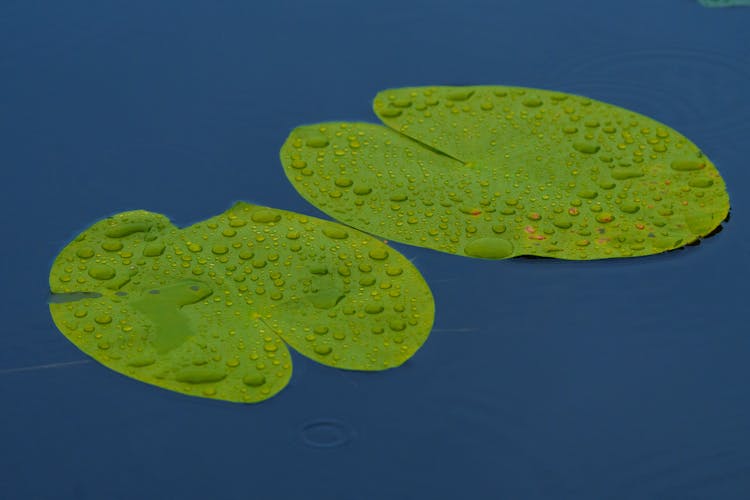 Leaves In A Stream 