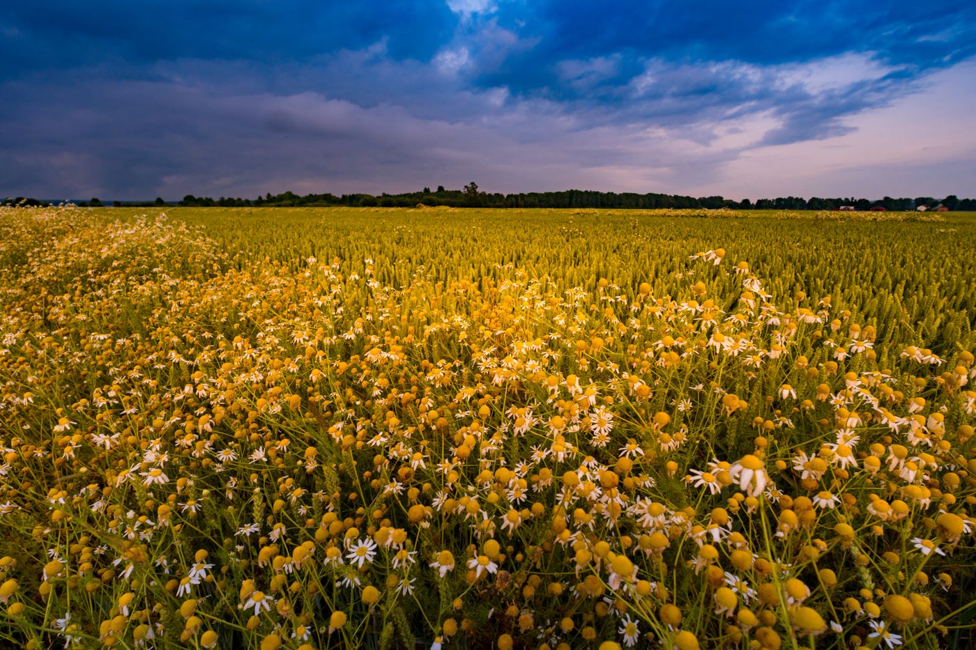Agricultural field illustrating Egyptian crop sourcing
