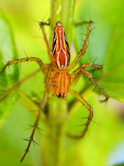 Free Close-up view of a lynx spider on a green leaf, showcasing its distinct striped pattern. Stock Photo
