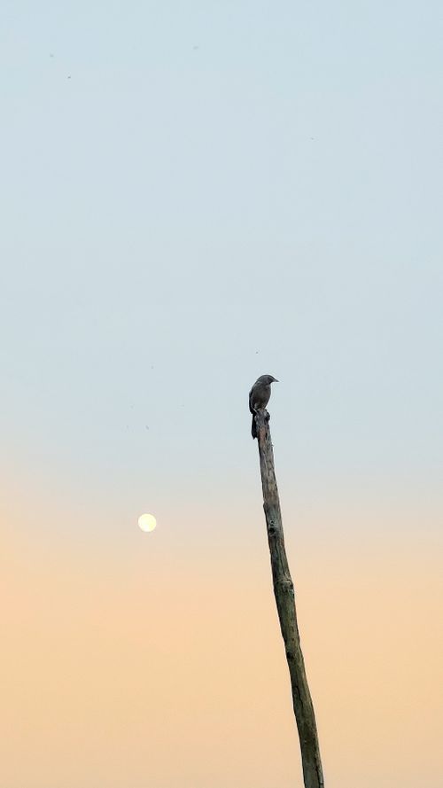 Free birdy Stock Photo