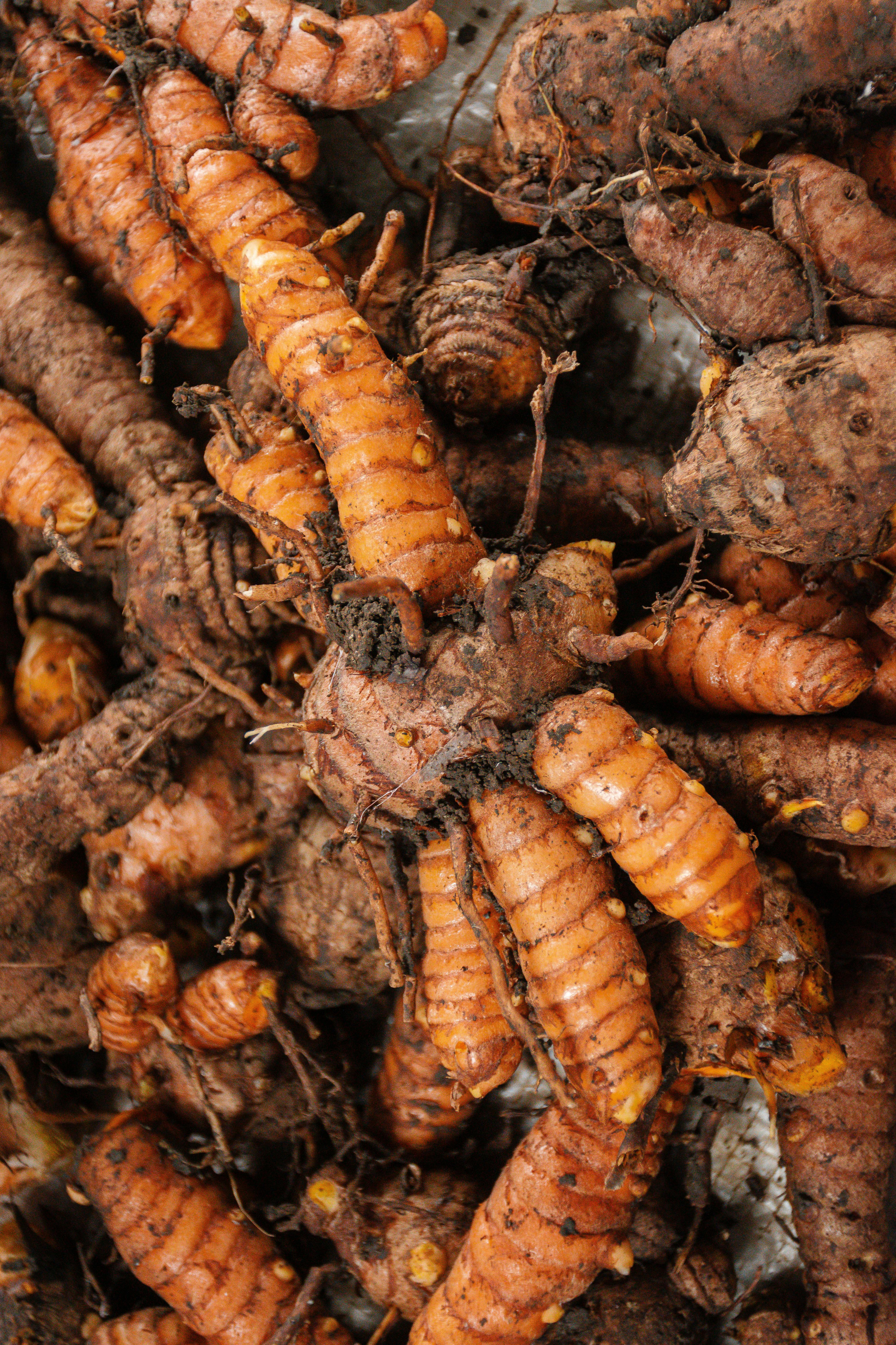 Gilmer Diaz Estela - Close-up of freshly harvested turmeric roots, showcasing their earthy texture.