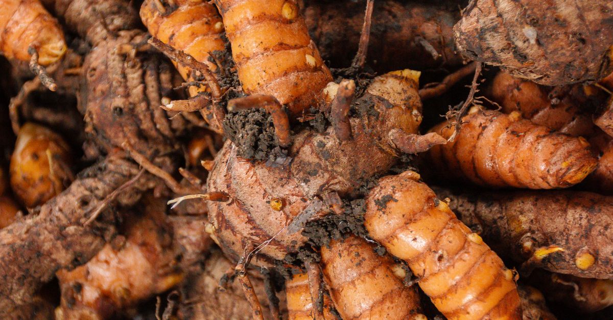Turmeric on a wooden spoon