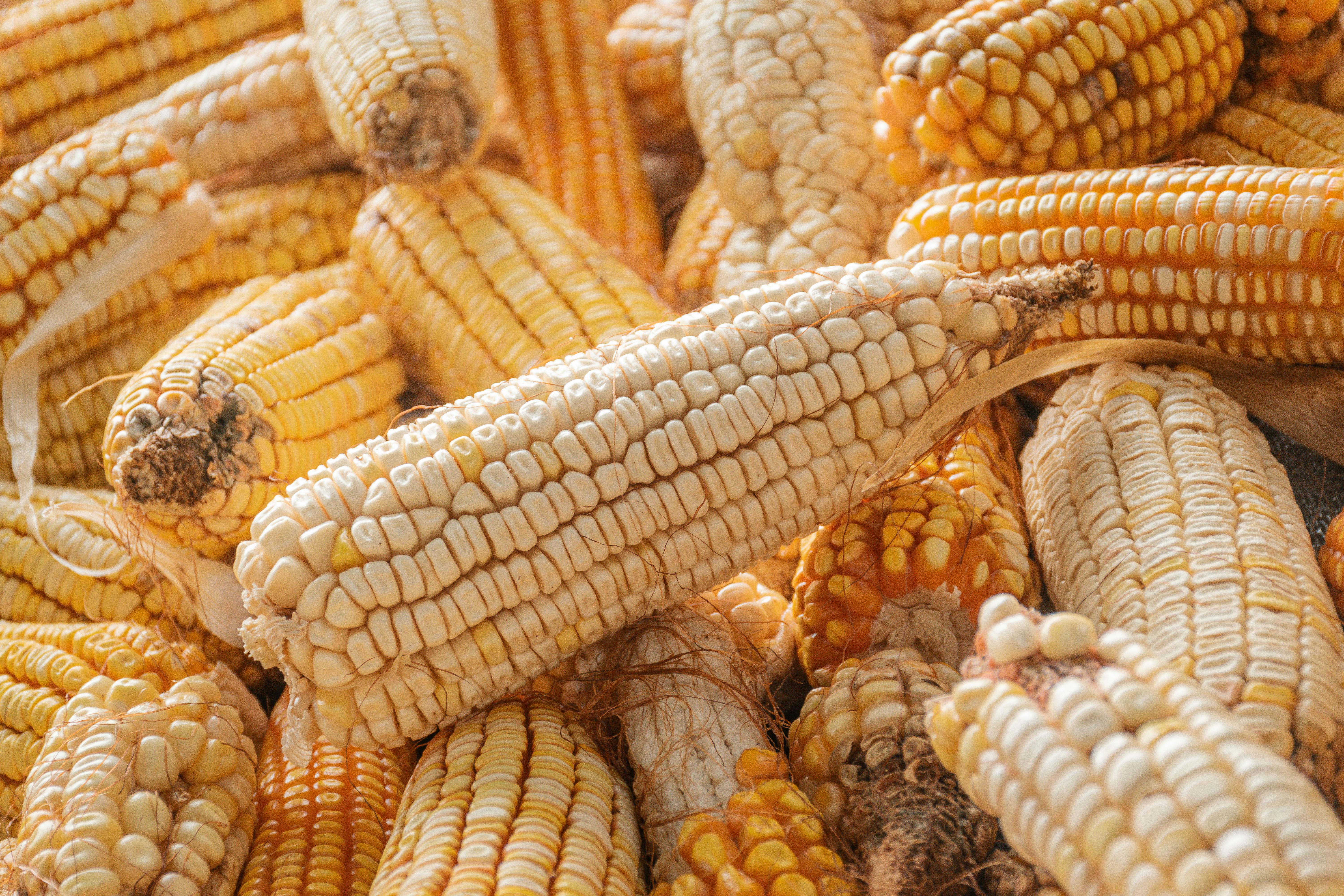 National Corn Growers Association and Ag Data Transparent Release Transparency Principles for Ag Carbon — Photo by Gilmer Dia