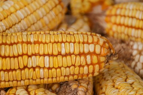 Free Detailed close-up of fresh yellow corn cobs showcasing agricultural abundance. Stock Photo