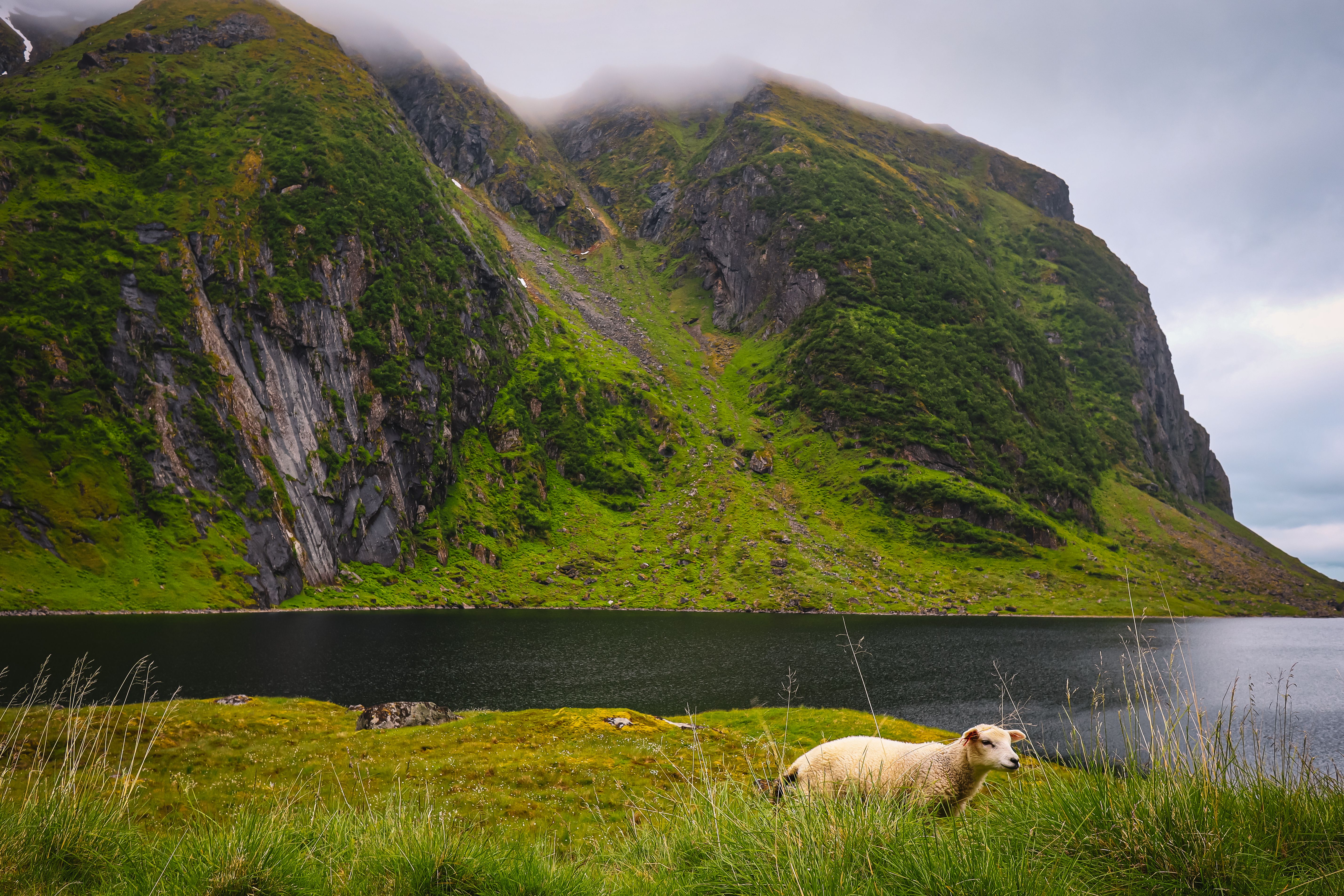 Norvég fårikål – Őszi bárányragu káposzta ágyon eredeti recept – norwegian fjord autumn landscape sheep