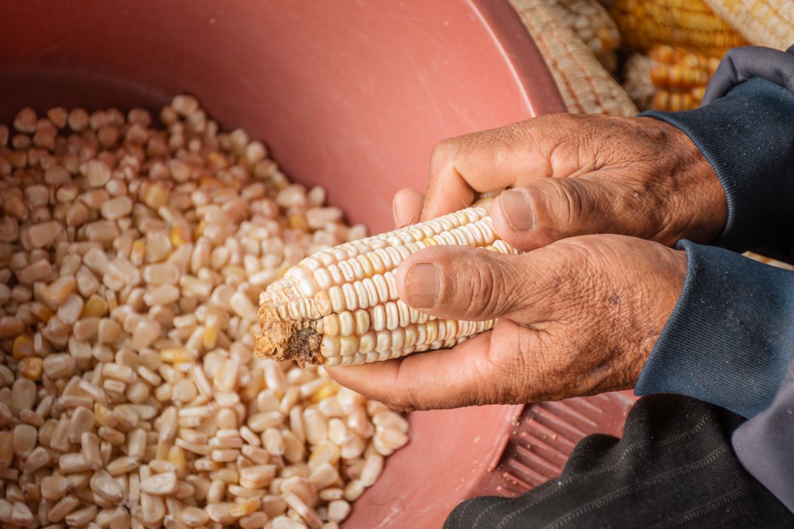 Close-up of an Elderly Person Manually Shelling Corn · Free Stock Photo