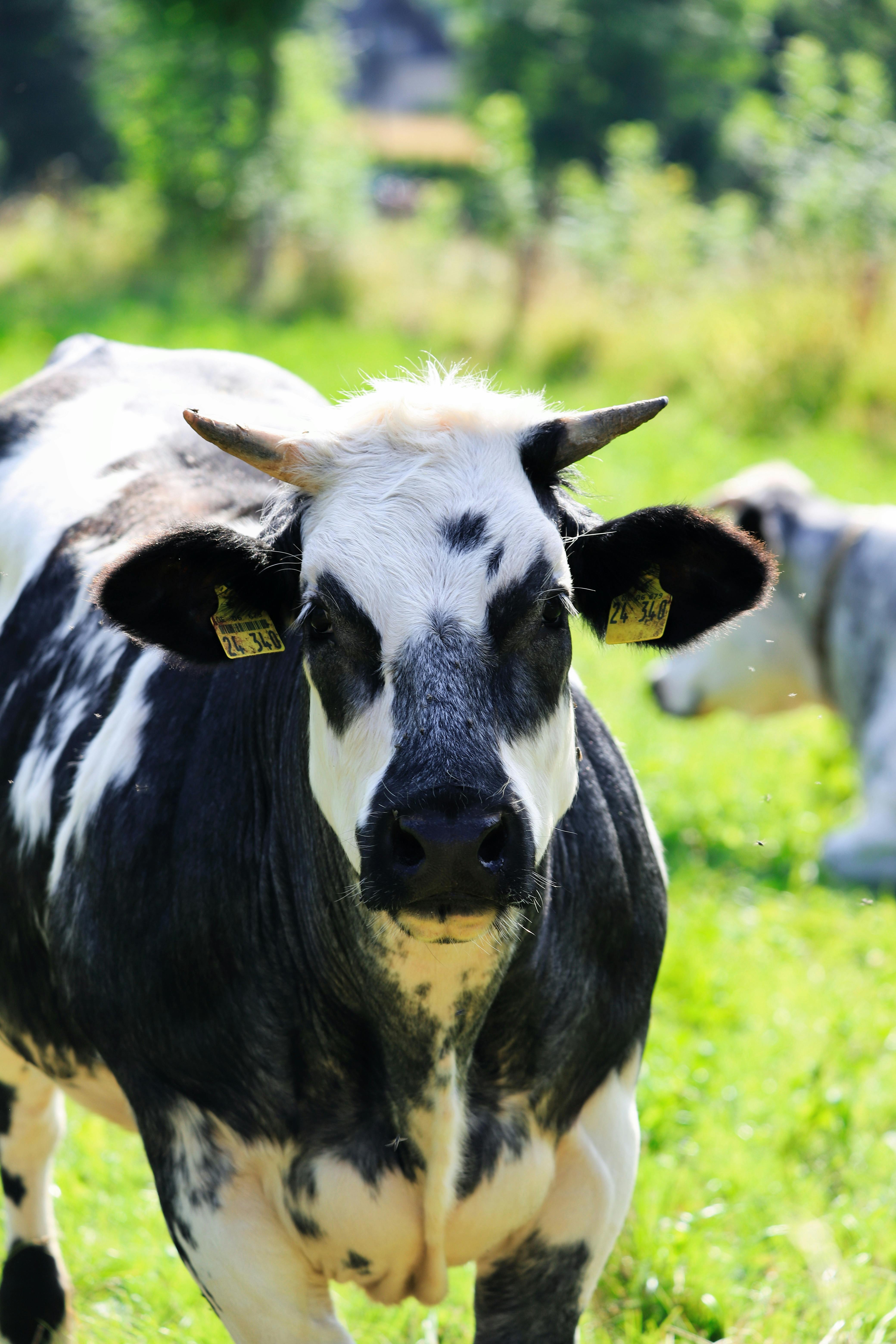 grátis Foto profissional grátis de agricultura, animal, animal da fazenda Foto profissional