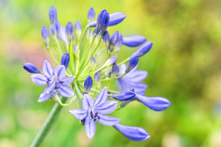 Purple African Lily Flower