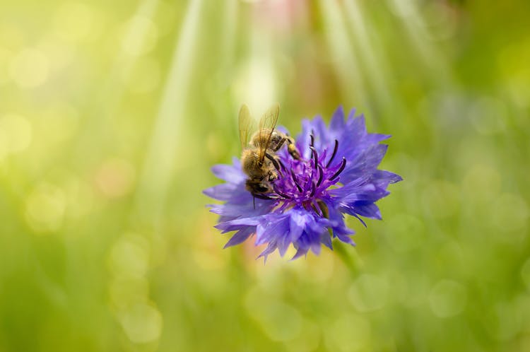 Bee On Purple Flower