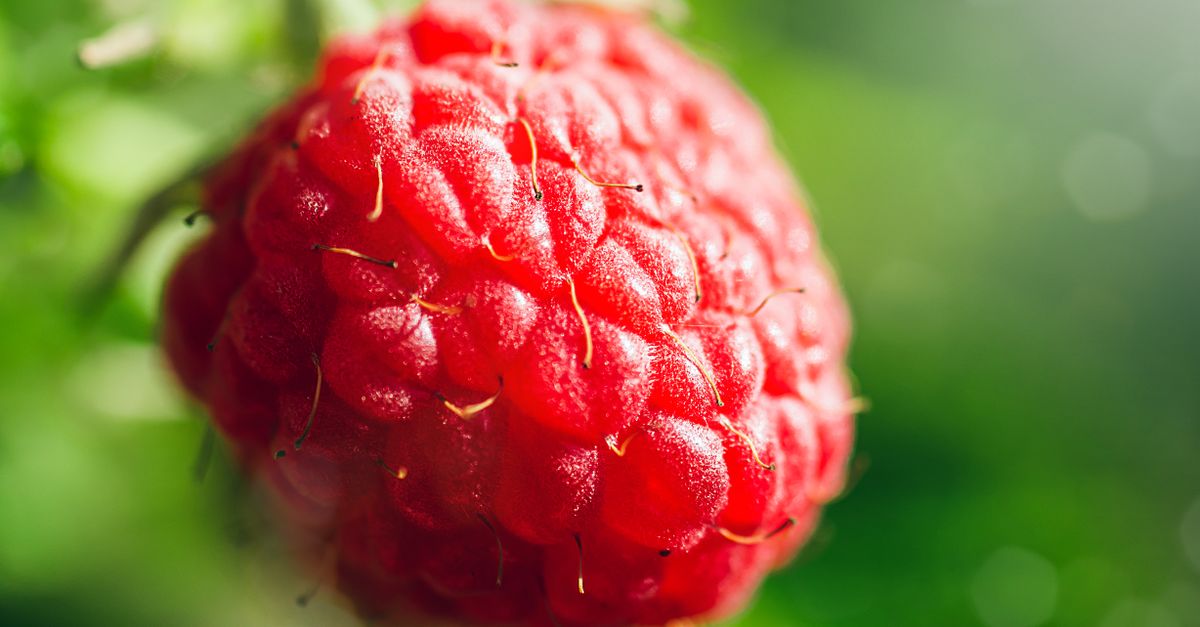 Are Raspberry Real Close-up of a Raspberry · Free Stock Photo