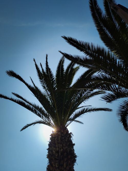 Free Silhouetted palm trees create a tropical vibe under a bright, clear sky. Stock Photo
