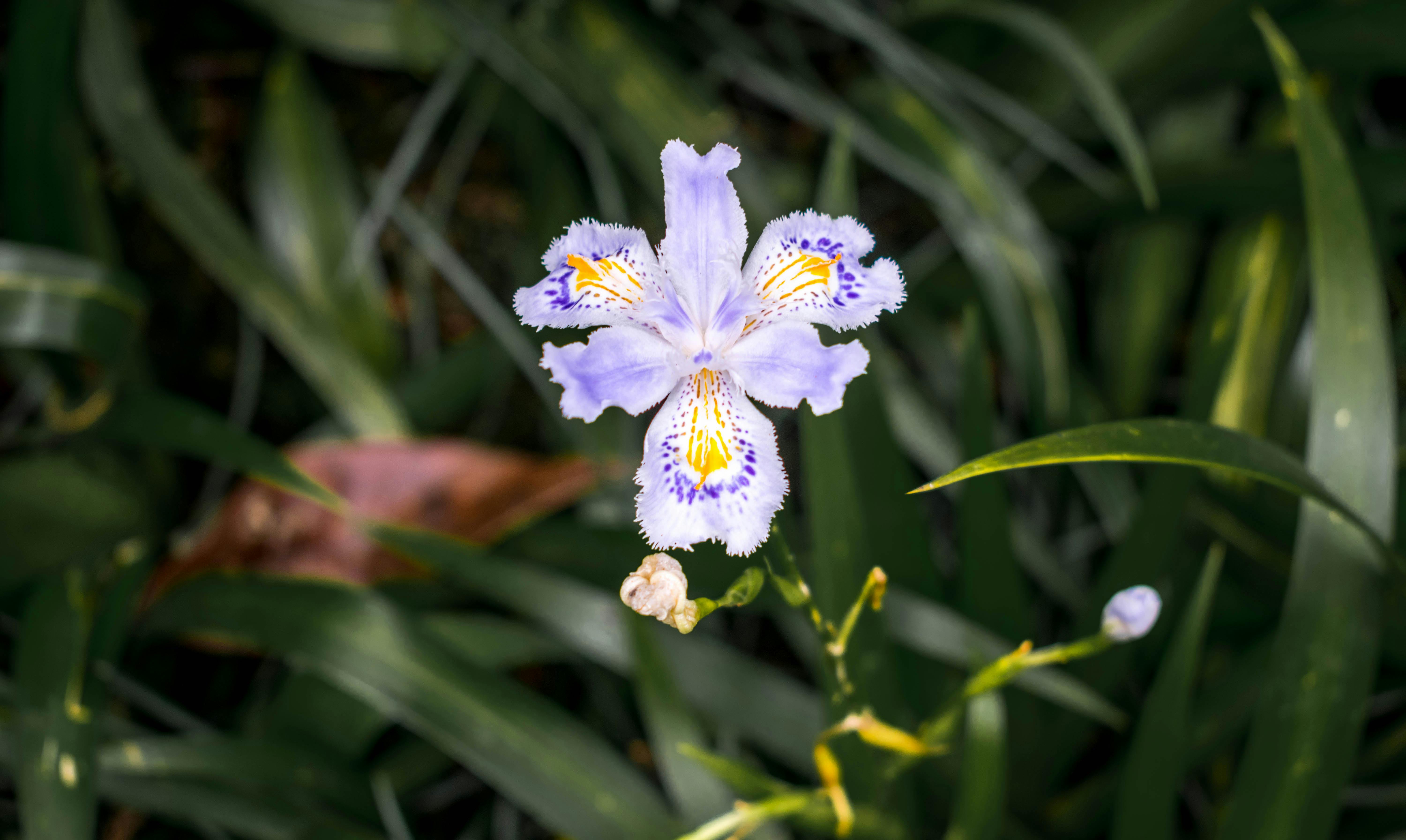 Free stock photo of beautiful, beautiful flower, flower
