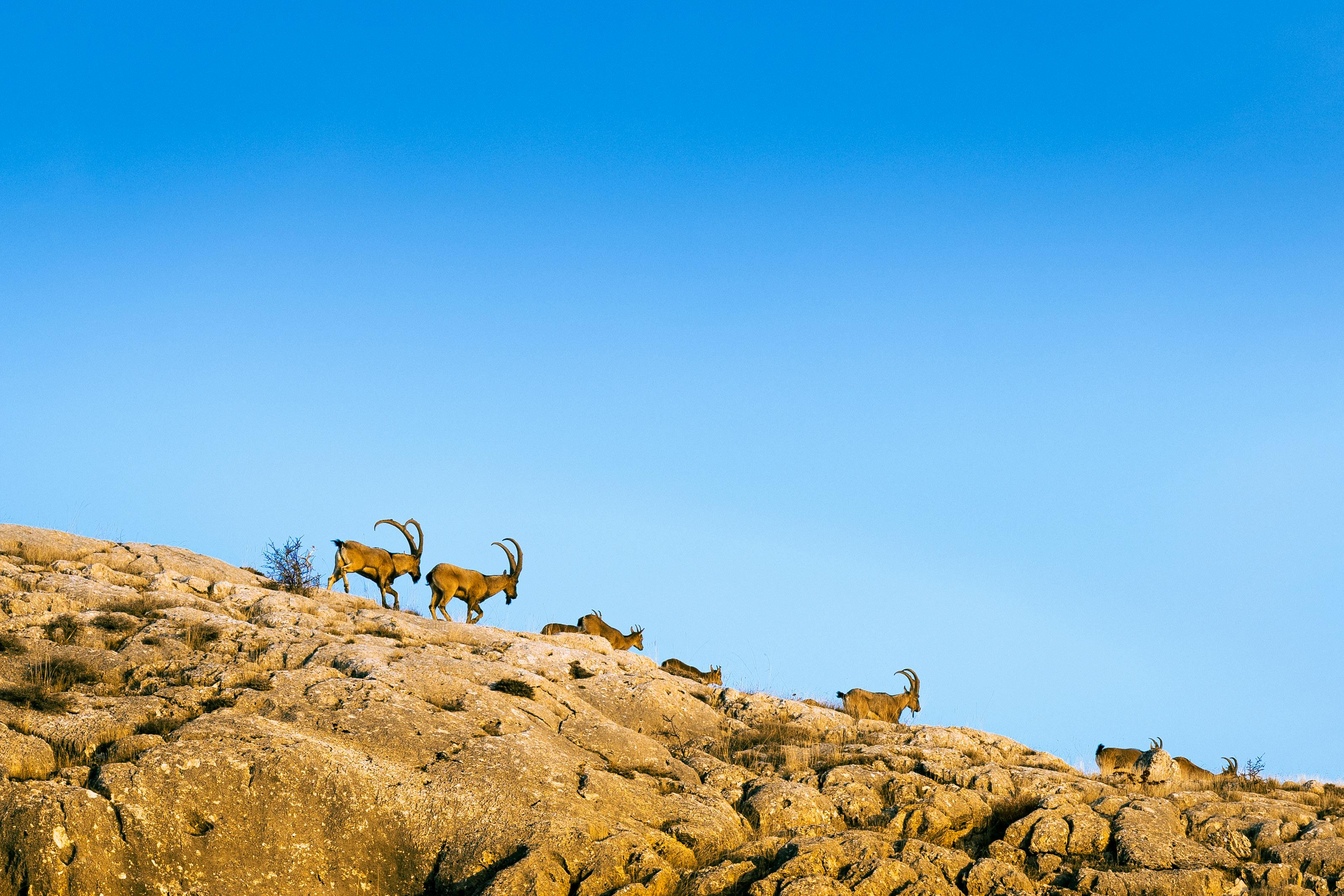 Alpine ibex herd with majestic horns atop a rocky mountain under blue sky.