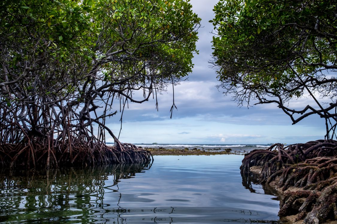 View of Trees with Roots on the Surface Growing by the Body of Water ...