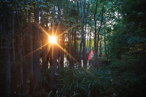 Free stock photo of background, dense, dense forest