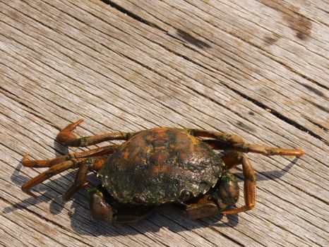 Close-up of a crab on a rustic, sunlit wooden board in Southend-on-Sea, UK.