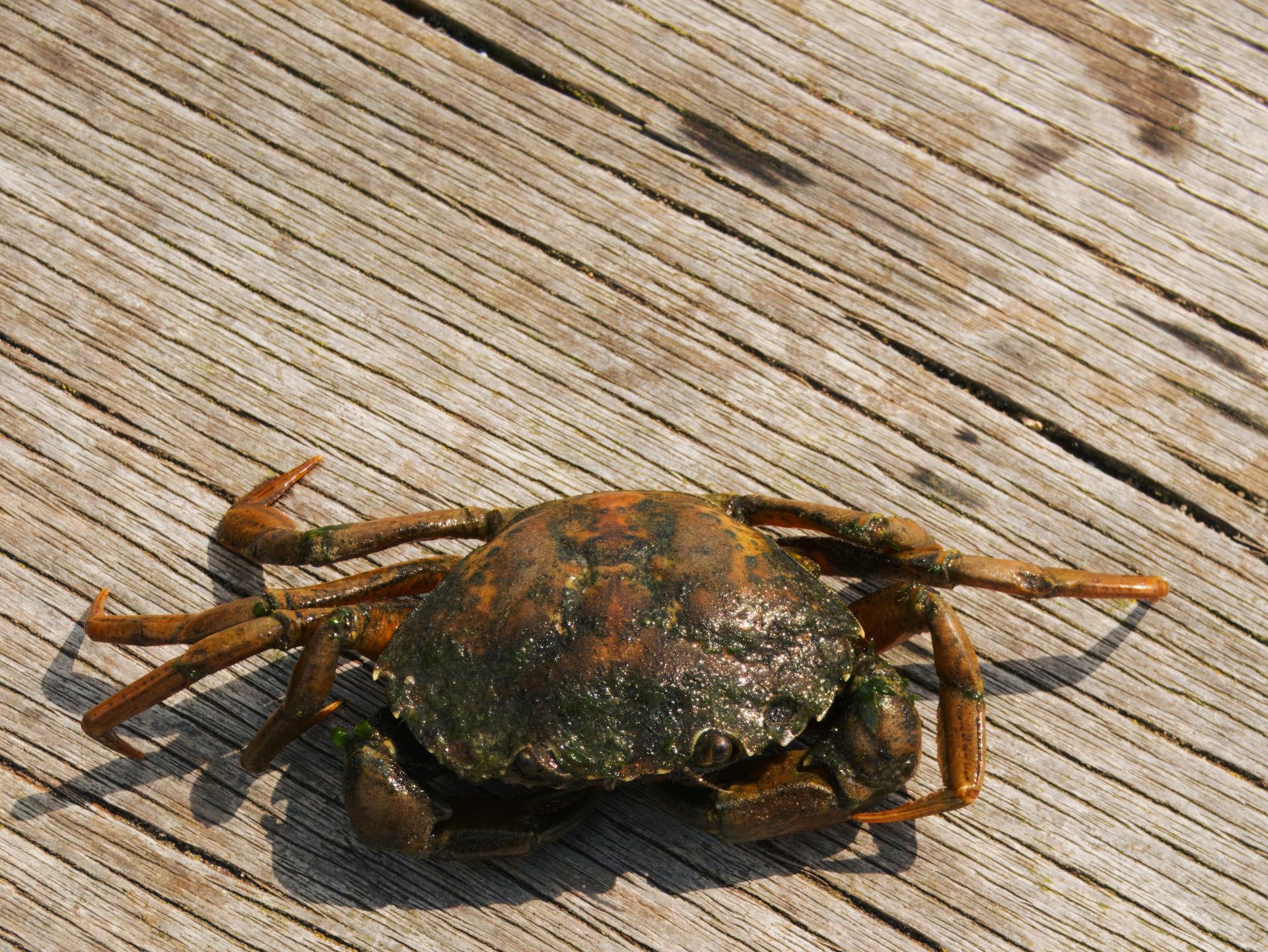 Close-up of a crab on a rustic, sunlit wooden board in Southend-on-Sea, UK.