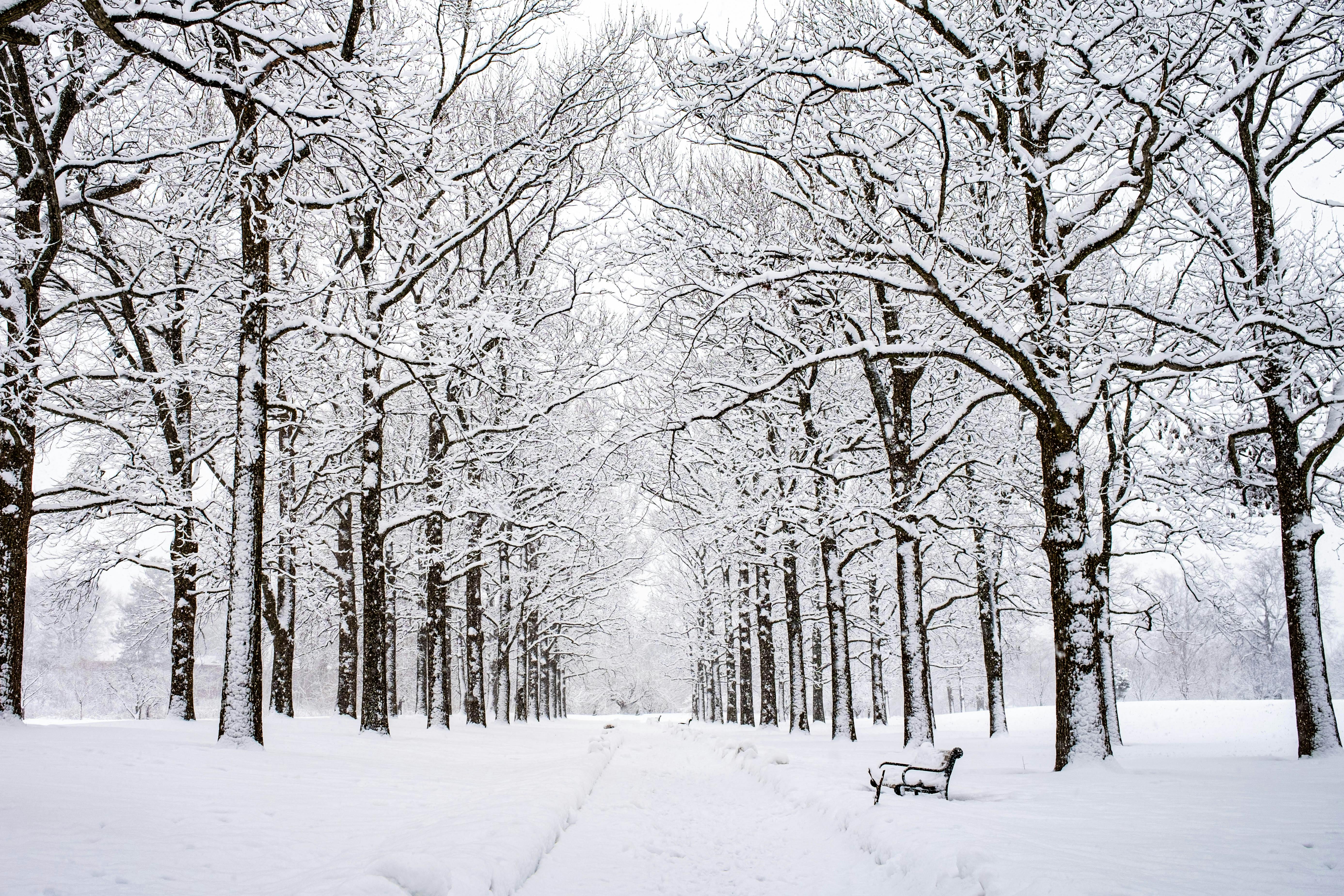 A tranquil snowy path in a winter forest, featuring frosted trees and a lone bench.