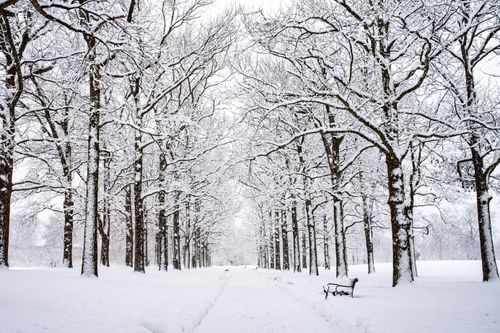 Free A tranquil snowy path in a winter forest, featuring frosted trees and a lone bench. Stock Photo