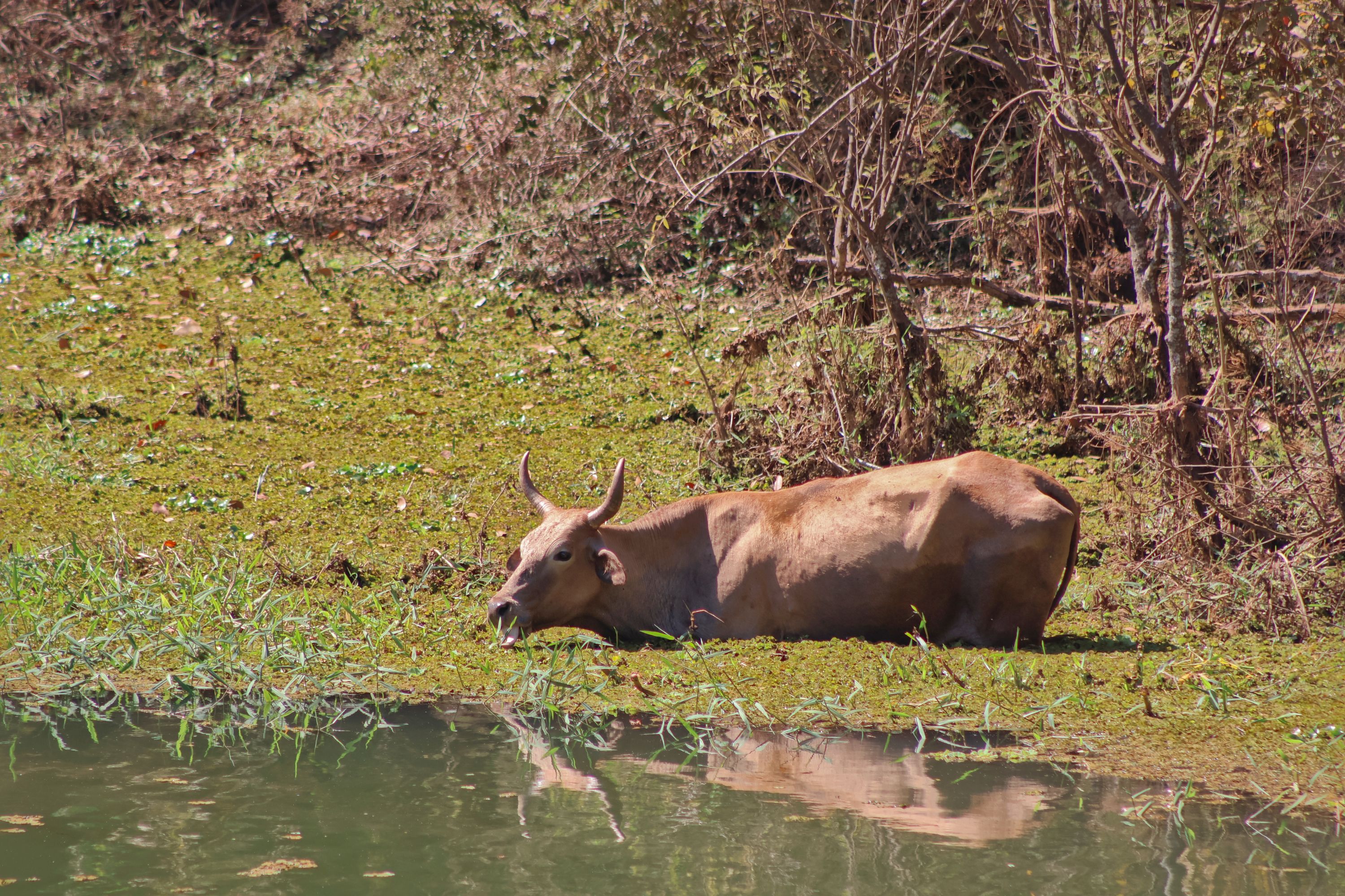 Bull Lying by the Stream · Free Stock Photo