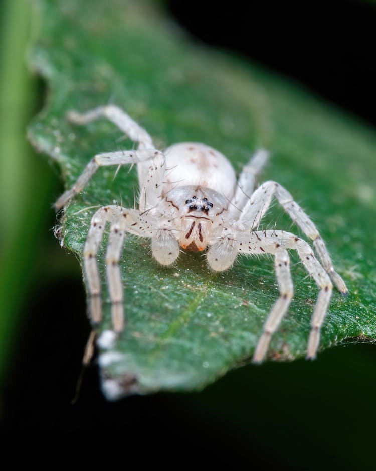 A Spider On A Leaf