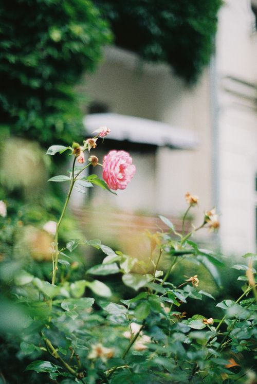 Free A stunning pink rose in full bloom captured in a lush Berlin garden during summer, showcasing natural beauty. Stock Photo