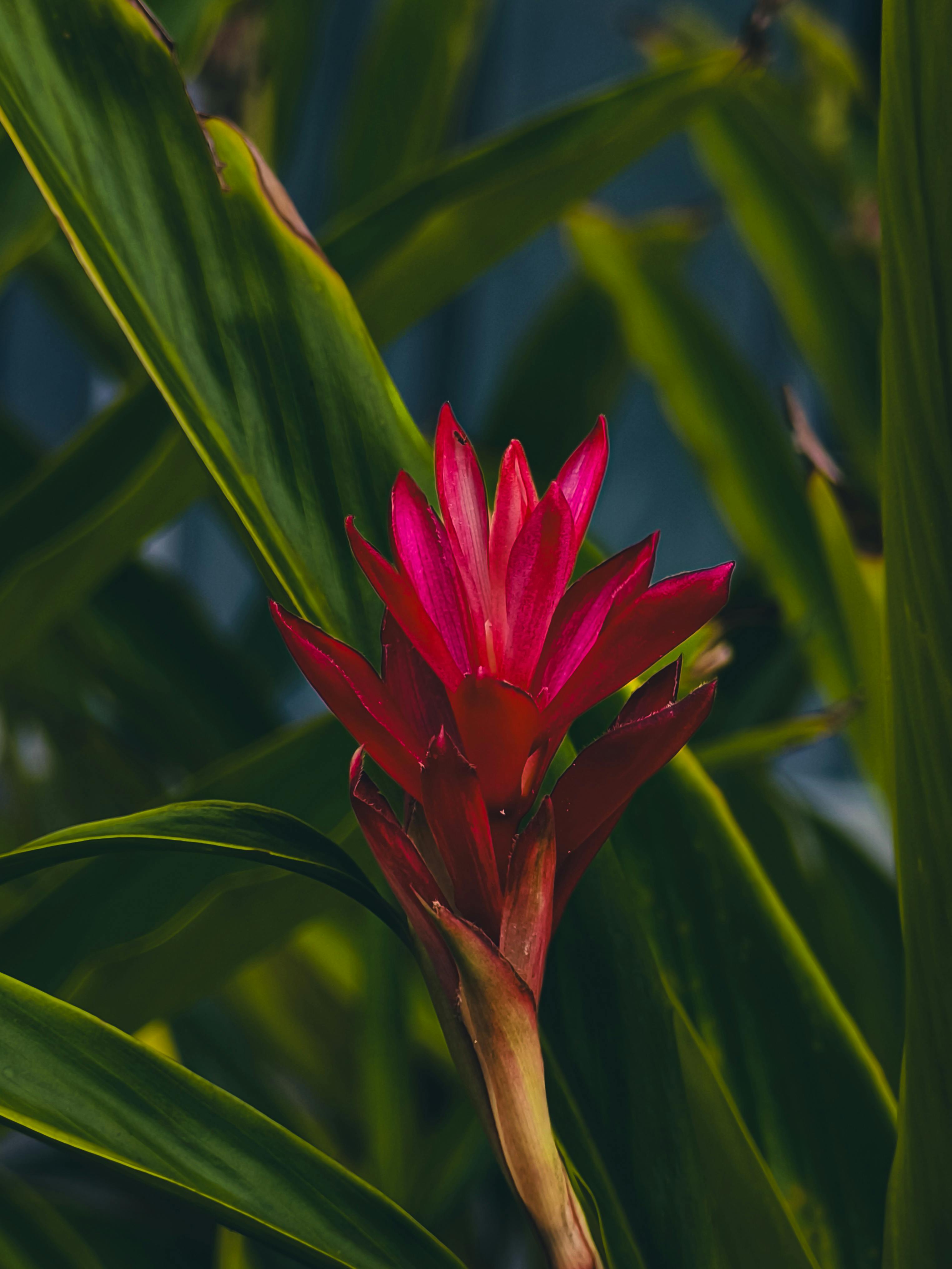 Close-up of a Guzmania Flower · Free Stock Photo