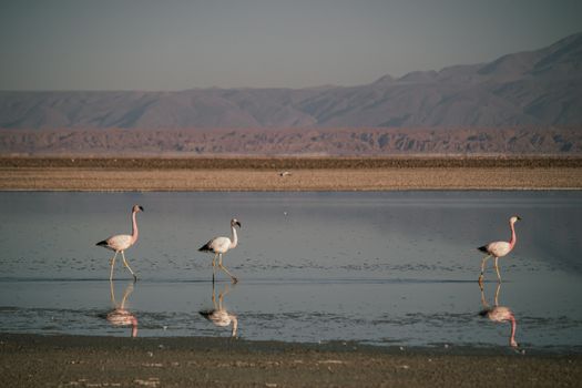 Flamingos in a Lake