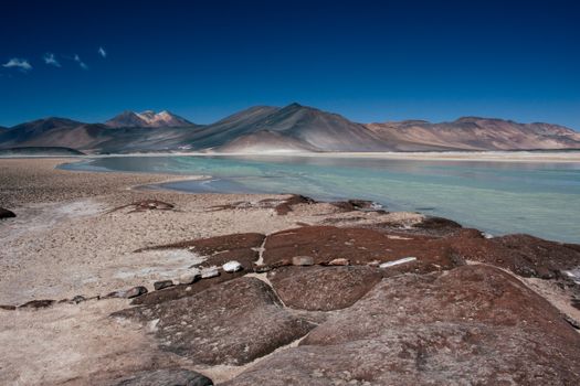 Atacama salt flat flamingos — Atacama Desert