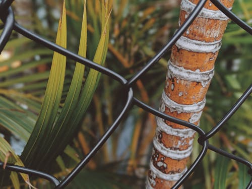 Free Black Chain Link Fence Stock Photo